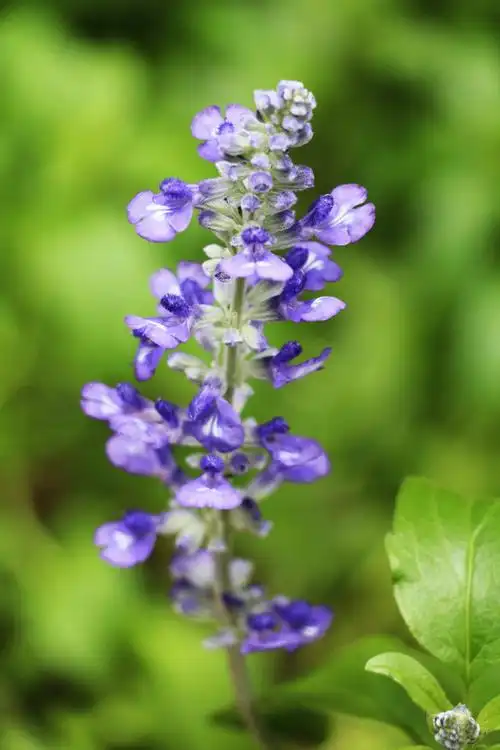 蓝花鼠尾草(salvia  wbr>farinacea)——草本植物33