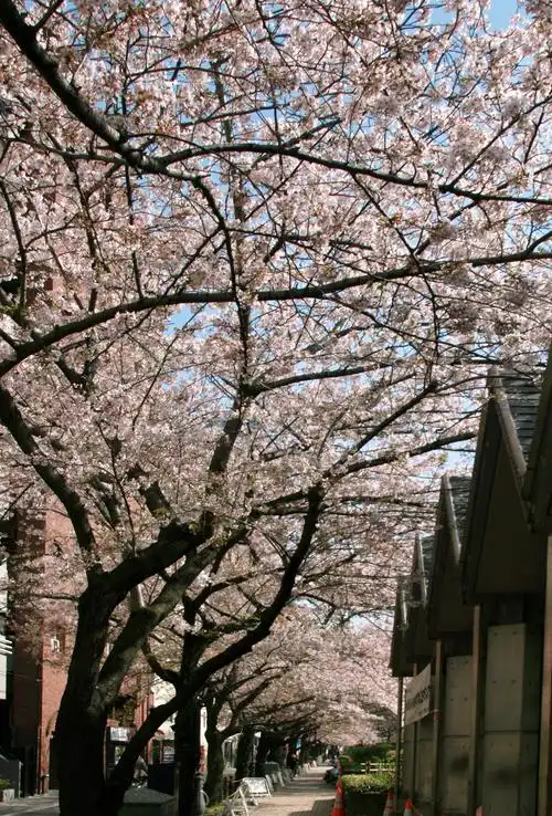 漫步东京樱花季(日本赏樱之旅1)
