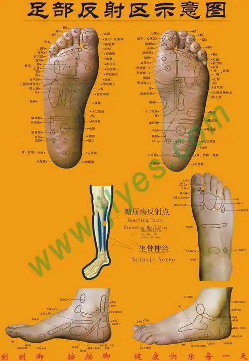 足底按摩位置图