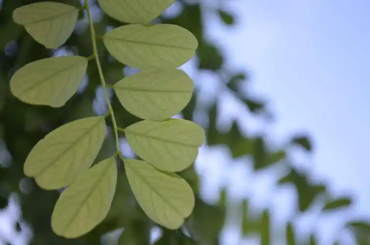 摄影师温客行 - 图虫
