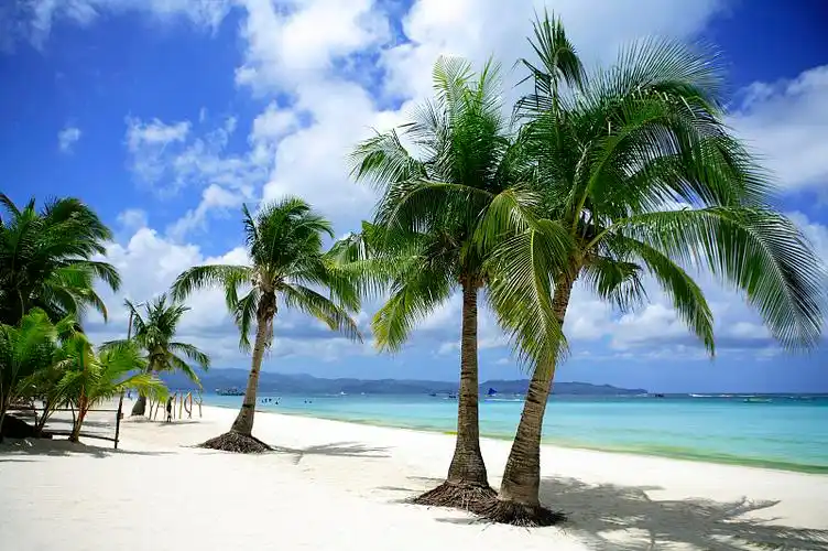 菲律宾长滩岛椰子树图片素材