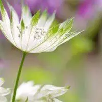 淡然清雅的头像图片大全_微信头像图片大全