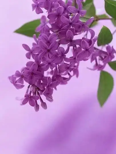 day60每日识花紫丁香