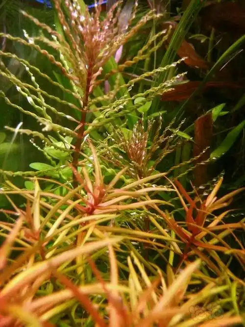 水草摄影十字牛顿