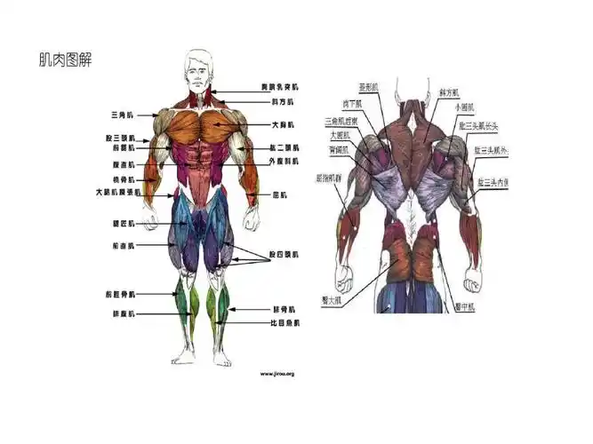 健身图解动图gif完整胸大肌胸肌中缝腹直肌腹外斜肱二头肌肱三头肌肌