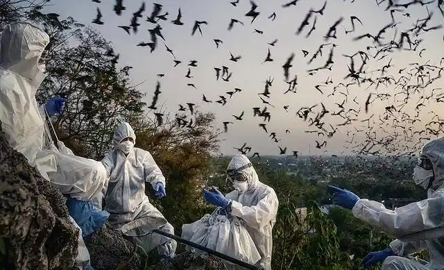 科学家发现巨型吸血蝙蝠的化石翼展达50厘米距今10万年