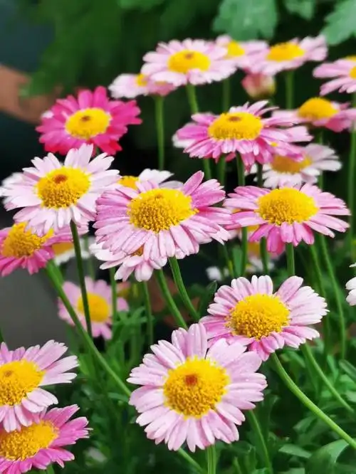 开爆盆的玛格丽特