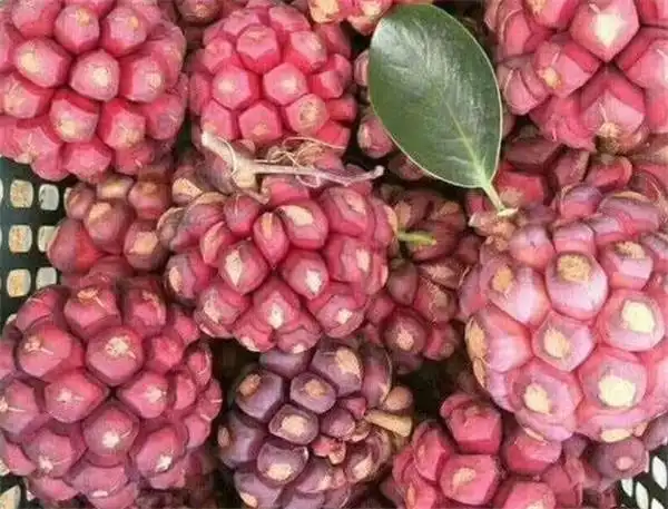 南方水果和北方水果的区别 南方水果图片及名称大全-畜牧养殖_【三农