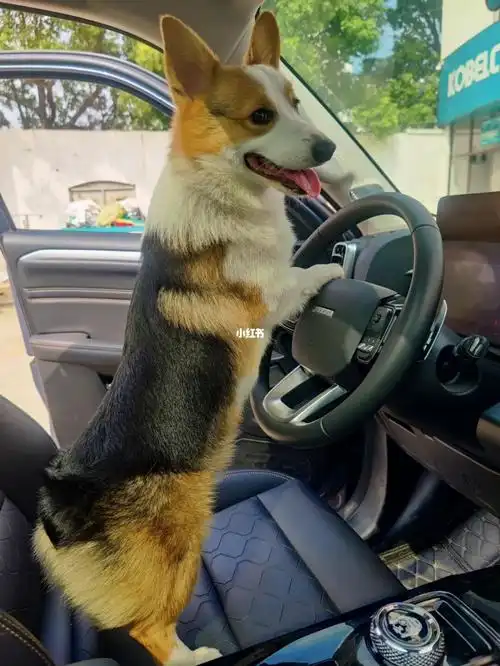点点在车里的座位从副驾驶坐到驾驶位,#柯基犬  #带着狗狗去旅行