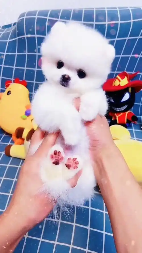 我家萌宠成精了#你喜欢这样的小奶狗吗