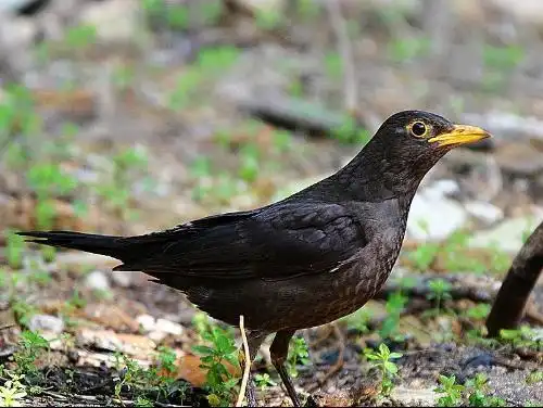 p>六线风鸟的任一种 /p>