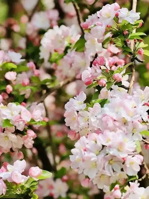 繁花似雪落英缤纷海棠春色何处寻