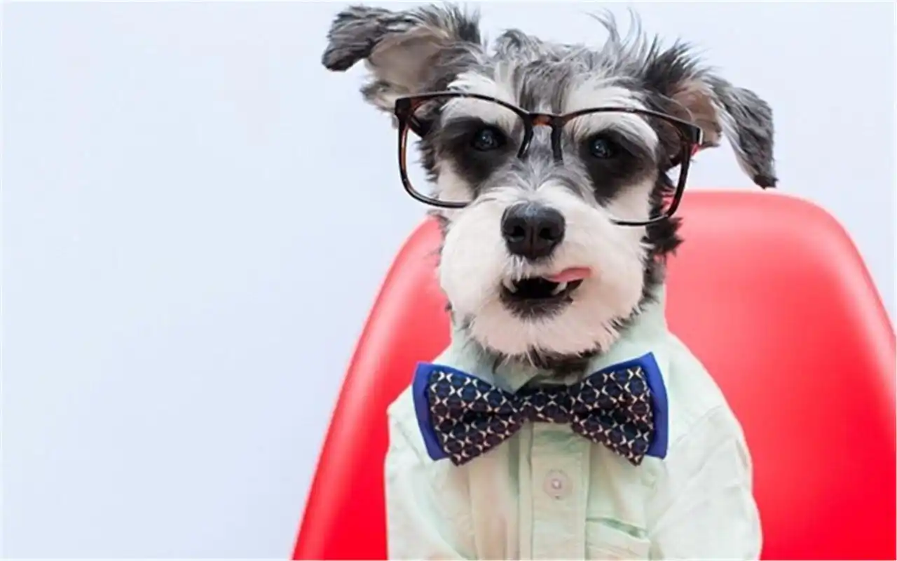 简洁文艺范雪纳瑞萌狗图片电脑高清壁纸下载