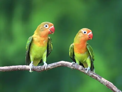 标题:树上的鸟儿成双对