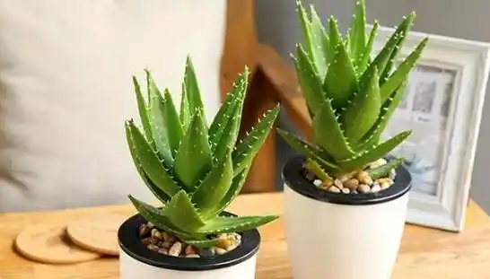 这2种"丑植物"能镇宅,去煞,还吸甲醛,养过的人都"夸不停"_龙骨_芦荟