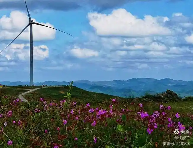 有名的高坡云顶草场,盛夏,走过山道接近一根根风力发电杆,山野花开