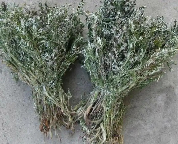 一味治百病的神奇中药_治失眠的神奇中药_中药泡脚治百病