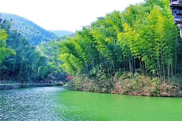 的拍摄主场景地在这里,知道的人并不多|木坑竹海|卧虎藏龙|竹林_新浪