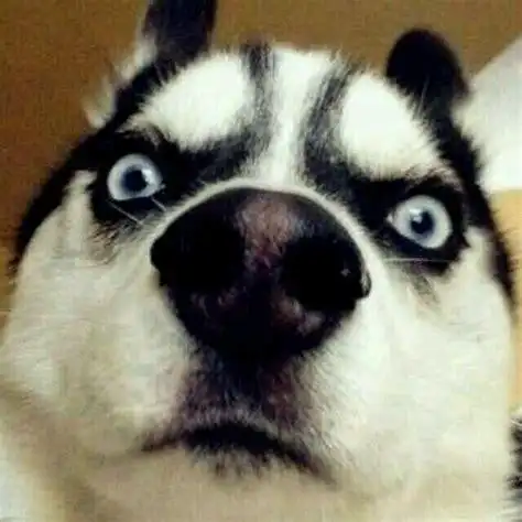 搞笑图片_搞笑图片大全_2021让你开心的图片 - 爱莎图片网