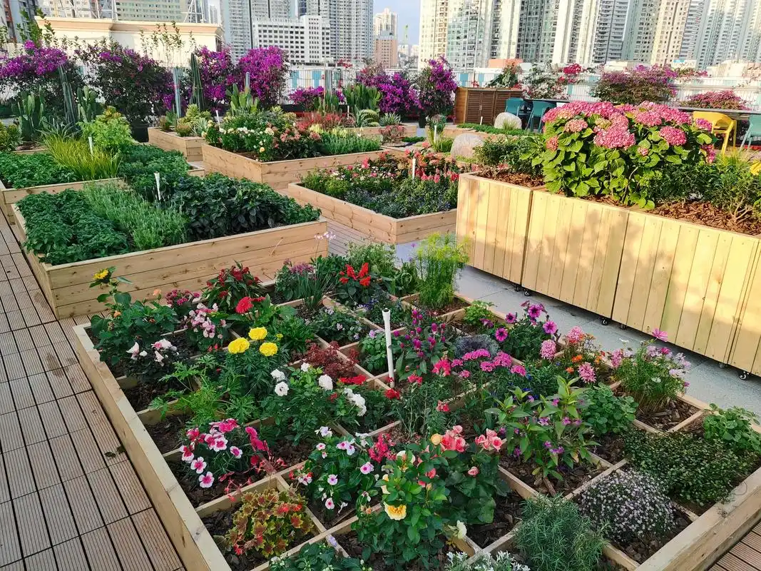 "花样生活"连结邻里街坊 深圳罗湖去年组建15个社区共建花园