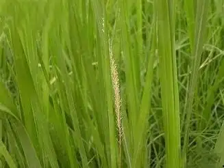 白茅根哪些人不能吃(茅根的功效与作用)