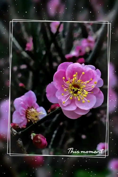 其它 梅花踏雪报春来 颇怪梅花不肯开,岂知有意待春来.