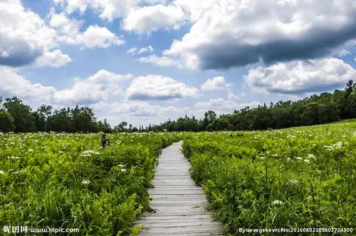 长白山高山花园图片