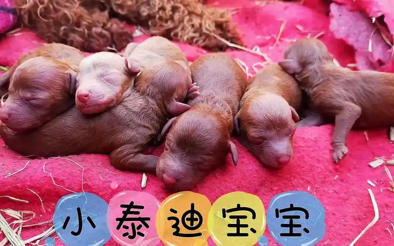 刚出生的小泰迪宝宝,萌嘟嘟真可爱,有喜欢的朋友吗,准备断尾了