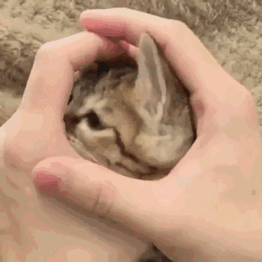 猫咪可爱萌宠表情包