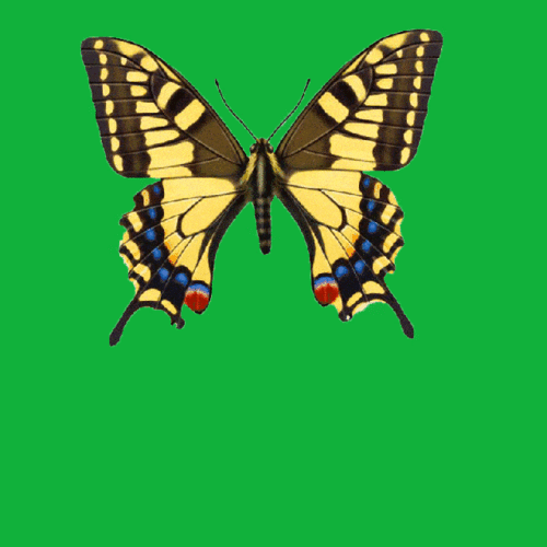 640_640gif 动态图 动图