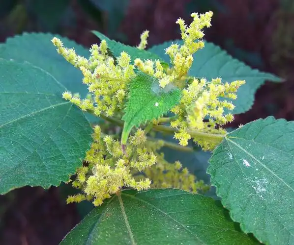 53.苎麻,又称元麻,家麻,荨麻科灌木