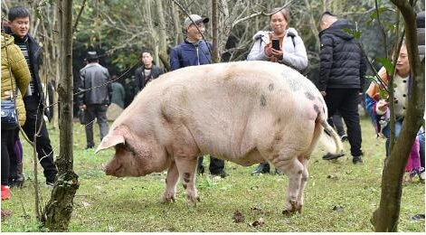 汶川地震"猪坚强"已400斤 独享一室一厅套房