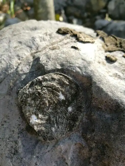 可我是亲眼看到的,真的是石头开花了呢!给大家分享分享吧!(副本)