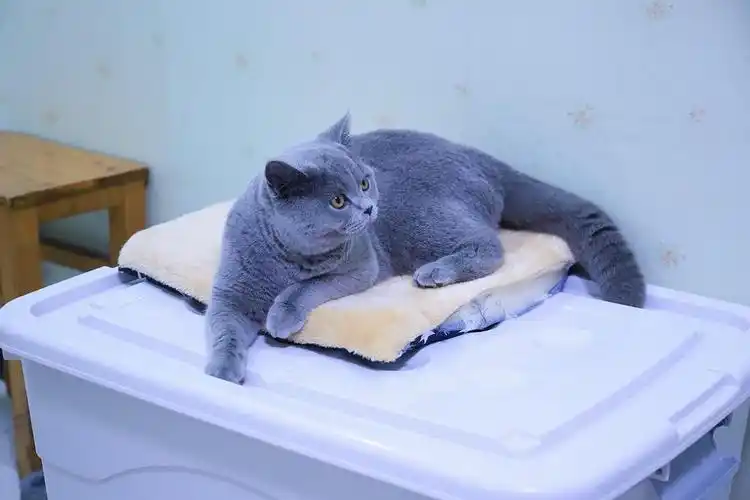 英短蓝猫找有偿领养