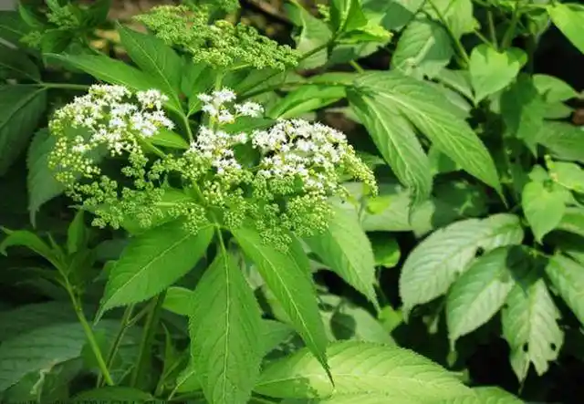 农村的这种野草,治疗跌打损伤风湿骨痛有奇效,你认识吗?