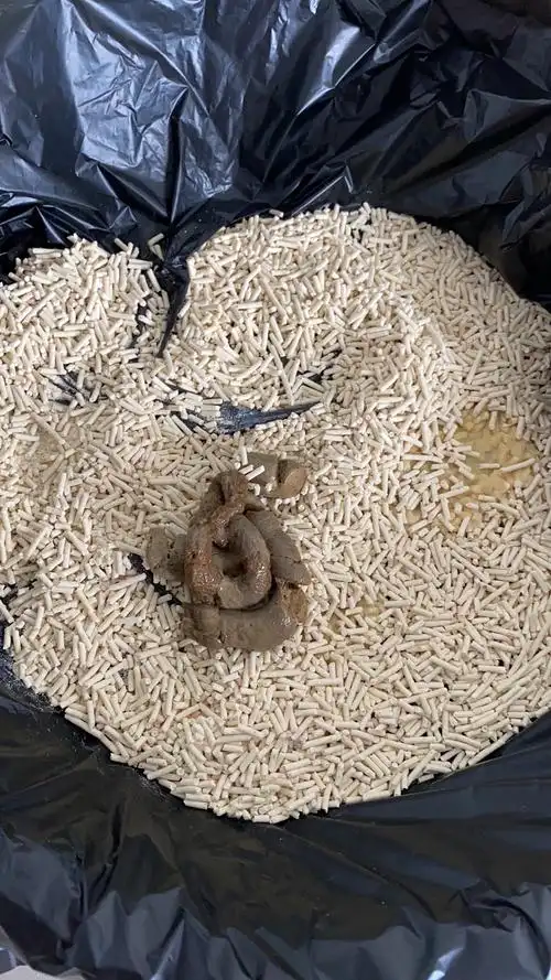 【讨论】猫屎有粘液是什么情况?