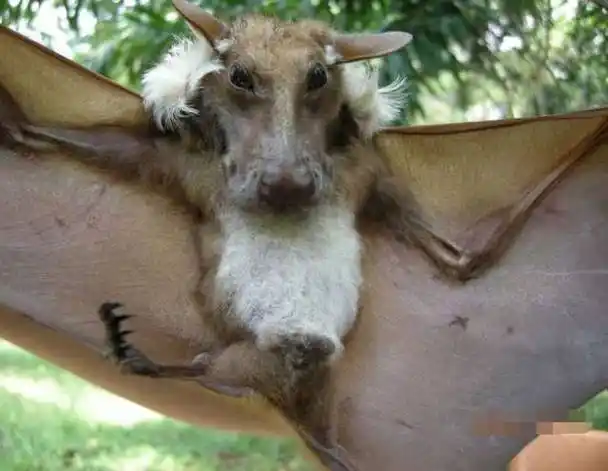 男子在非洲发现一只头部长得像狗的蝙蝠,专家道出原因网友不淡定