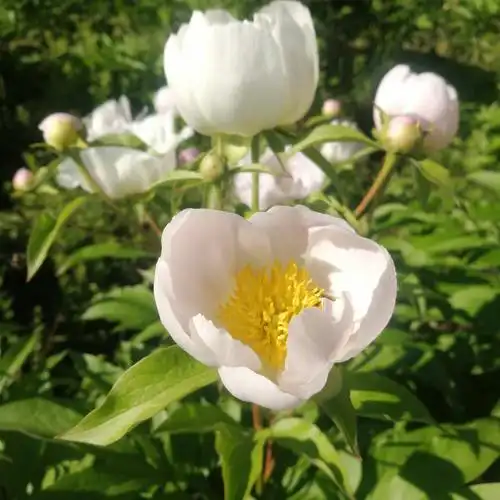 写美篇  白芍和赤芍入药的过程,与一个传说有关.