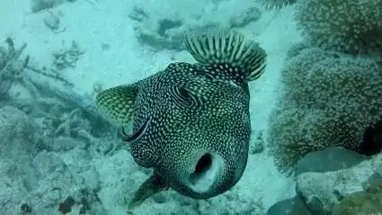 大家想知道魔鬼鱼长什么样子吗