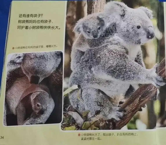 小树袋熊长大了,爬出袋子,趴在妈妈的背上,紧紧地靠在一起.