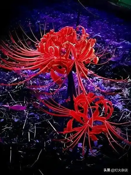 曼珠沙华被打入地府轮回,永世无法相守,从那以后曼珠沙华被称为彼岸花