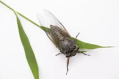 俯拍特写白色背景上一只蝉趴在绿叶上