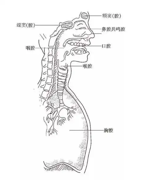 人体的共鸣器官主要有胸腔,口腔和头腔三大共鸣腔体.