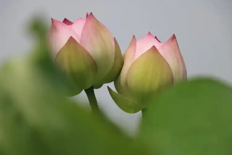 正是赏荷旺季,荷花是成片成片开的,但被镜头锁定了两朵