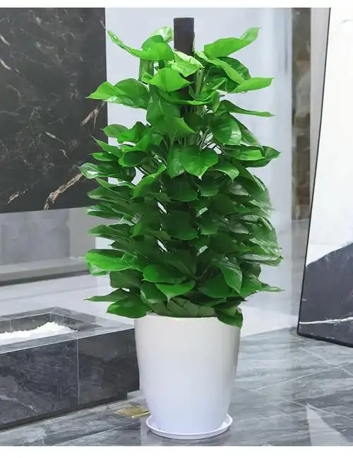 绿萝柱大型绿箩租赁装饰摆件绿植办公室室内盆栽约15