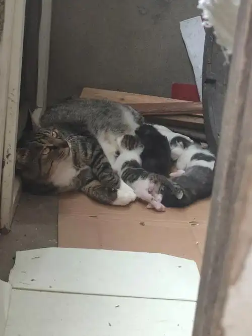 英短串串猫崽找领养