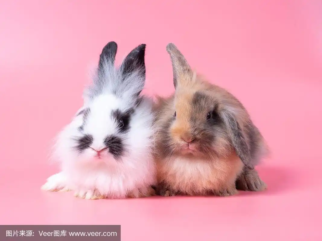 两只可爱的小兔子坐在粉红色的背景上.
