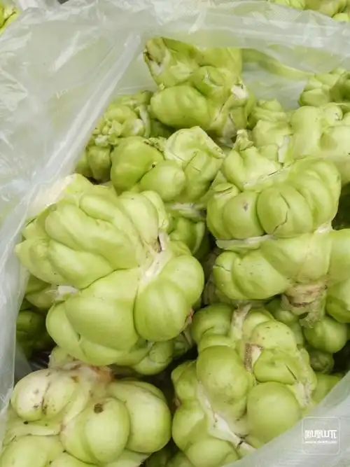 羊角菜急售几十万斤