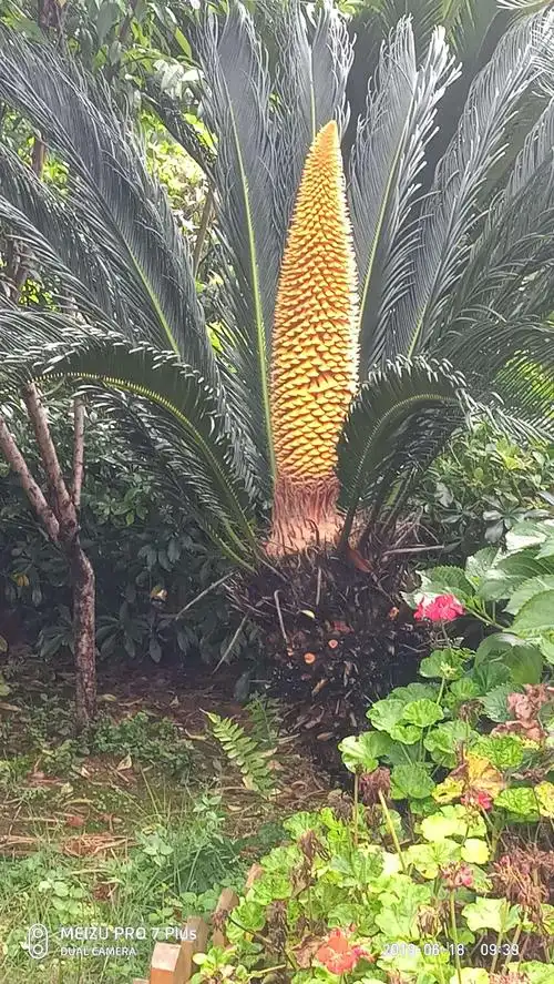 稀世罕见的铁树开花照片