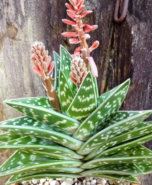 芦荟4,美人蕉又名红花蕉,苞米花,凤尾花,宽心姜.